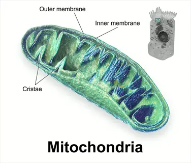 3d scientific illustration of mitochondria showing labeled structures (outer membrane, inner membrane, cristae), with cell inset. represents mitochondria health and cellular energy support