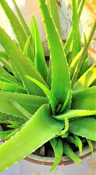 aloe vera plant with thick, succulent green leaves showing white speckles and serrated edges in a clay pot, soft blurred background