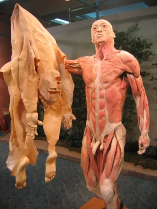 anatomy model of a human torso with muscles and skin removed, holding human torso skin