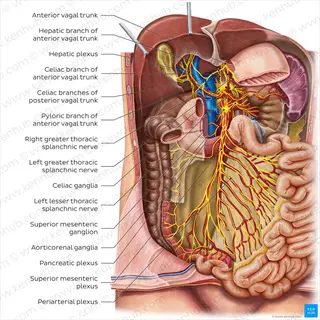 anatomy of human intestine nerves, including the enteric nervous system and related plexuses