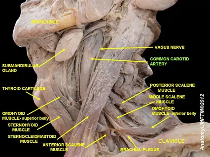 anatomy of the neck showing the vagus nerve, common carotid artery, and surrounding structures