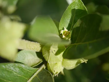 ashwagandha plant (withania somnifera) close-up showing fuzzy green leaves, immature berry clusters, and a small flower with visible stamens