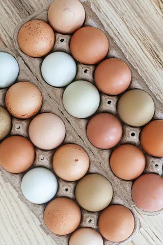 assortment of fresh chicken eggs in cardboard cartons featuring natural-colored varieties: brown, white, blue, and speckled. whole eggs represent complete protein nutrition