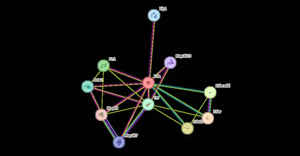 astragalosides molecular structure: protein interaction network with nodes (eda, tnf, mapk8, etc.) showing signaling pathways for astragalus-derived compounds