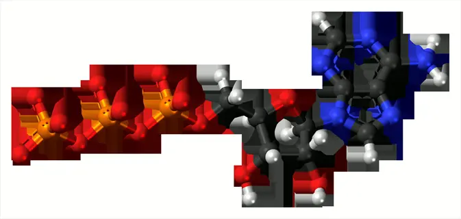 atp energy molecules 3d molecular model: three phosphate groups (orange phosphorus atoms, red oxygen atoms), ribose sugar ring (carbon in gray, oxygen in red), adenine base (blue nitrogen atoms, gray carbon)