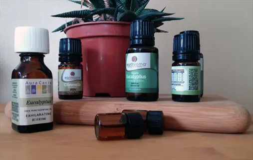 aura cacia and earthroma essential oil eucalyptus bottles on wooden tray with potted succulent plant, including other essential oils like citronella