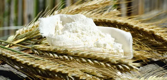barley enzyme powder in a cloth sack surrounded by fresh barley stalks on a wooden surface with blurred green background