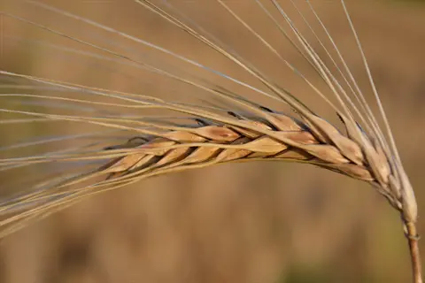barley fiber closeup: detailed view of a mature barley head with golden grains and long, thin awns (fibrous structures) against a blurred field background