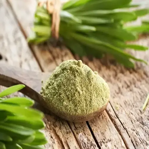 barley grass powder closeup: fine green powder on a wooden spoon with fresh barley grass bundles on a rustic wooden table