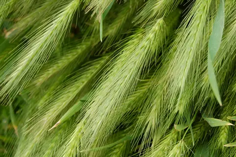 barley leaf closeup: dense cluster of vibrant green barley grass blades and awns with feathery texture in a sunlit field