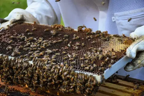 beekeeper in protective suit inspecting honeycomb frame covered with organic farm bees - apiary management