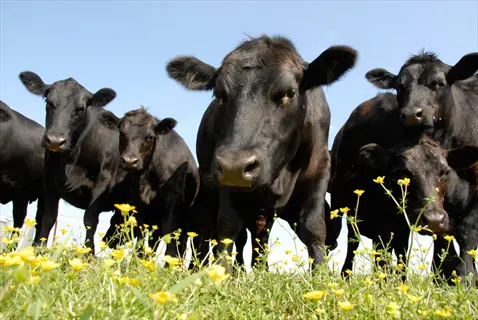 black cows grazing in an organic farm pasture with yellow wildflowers under a blue sky, highlighting environmental harmony