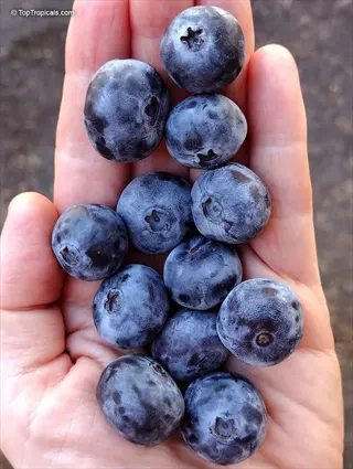 blueberries cognitive benefits: close-up of hand holding fresh antioxidant-rich blueberries with natural bloom and dewy texture