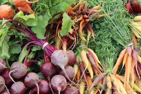 bunched fresh raw beets with green tops and rainbow carrots on display