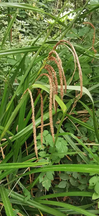 carex day-light elite plant with long green leaves and brown seed heads in natural woodland daylight