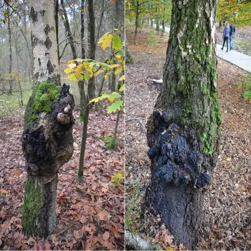 chaga mushrooms growing on birch tree trunks in autumn forest