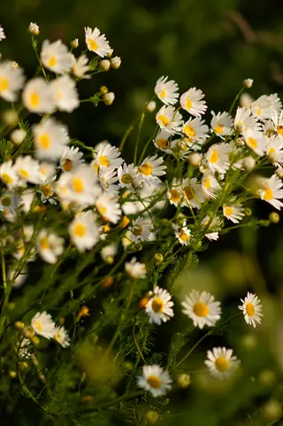 chamomile flowers close: delicate white blooms with yellow centers on slender green stems against soft blurred background