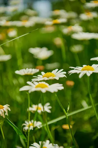 chamomile flowers close-up with white petals and yellow centers in a sunlit green meadow