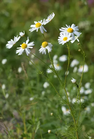 chamomile flowers with white petals and yellow centers blooming in a sunlit field