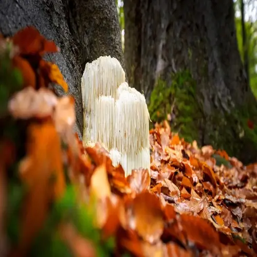 close-up of a lion's mane medicinal mushroom growing on a mossy tree trunk in an autumn forest, surrounded by colorful fallen leaves