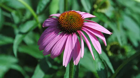 close-up of a single echinacea purpurea (purple coneflower) with pink petals and brown central disk, surrounded by green foliage