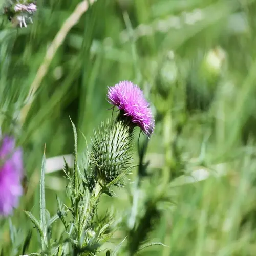 close-up of a vibrant milk thistle purple flower with distinctive white-spotted leaves and intricate petal details
