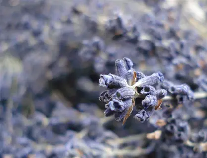 close-up of dried lavender tea buds: purple flower clusters with soft texture and muted background