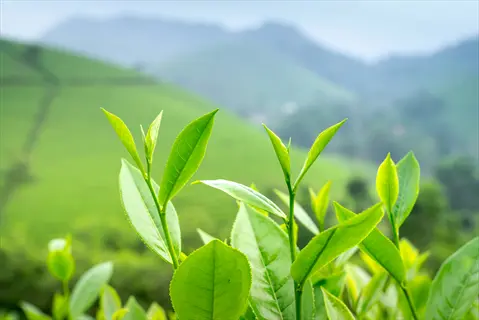 close-up of fresh green tea leaves with terraced tea plantations and misty mountains in the background