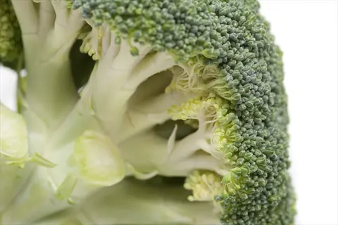 close-up of raw broccoli florets with green buds and pale stem on white background