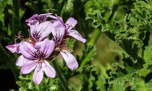 close-up of rose geranium flowers with pink-purple petals and dark veins, surrounded by green foliage