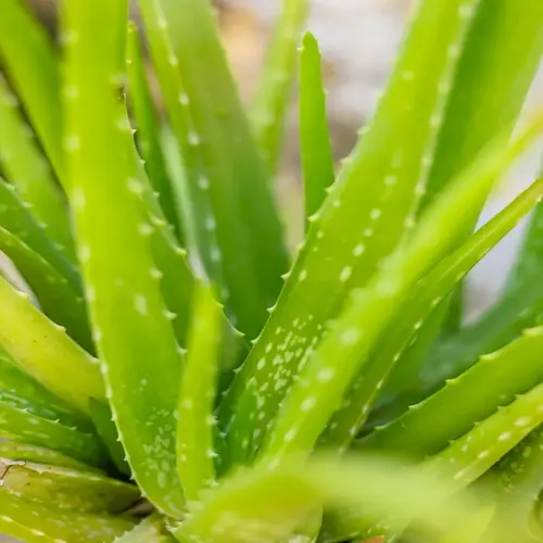 close-up of vibrant green aloe vera plant leaves with white speckles and serrated edges