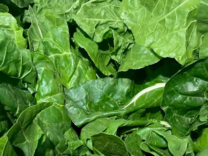 close-up of vibrant raw spinach leaves with textured green foliage