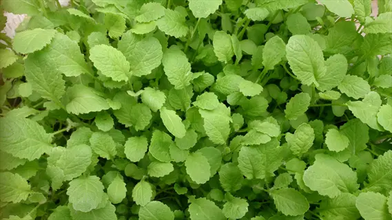 closeup of fresh green lemon balm salad leaves with vibrant foliage texture