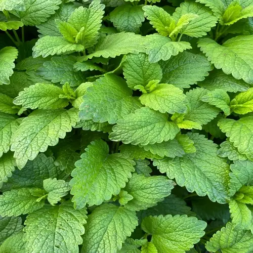 closeup of vibrant green lemon balm plant leaves with serrated edges and natural foliage texture