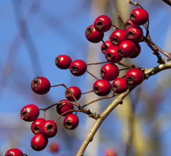 clusters of bright red hawthorn berries on a branch against a blurred blue sky background