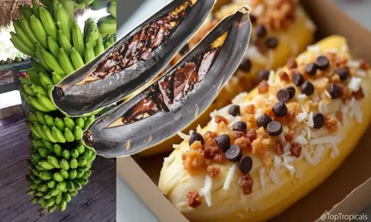 collage of bananas: fresh green bunches, chocolate-filled bananas, and bananas topped with shredded coconut (coconut water source) and chocolate chips. @toptropicals