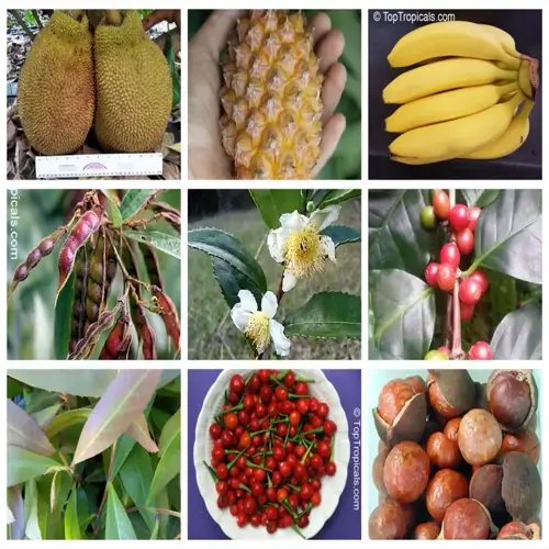 collage of fresh tropical fruits (jackfruit, pineapple, bananas), vegetables (beans, peppers), and energy-rich nuts (macadamias) with coffee beans
