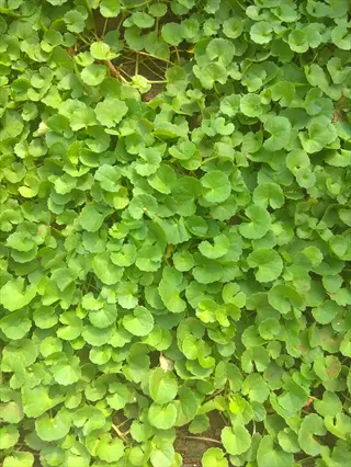 dense growth of gotu kola herb with small, round green leaves forming a lush ground cover