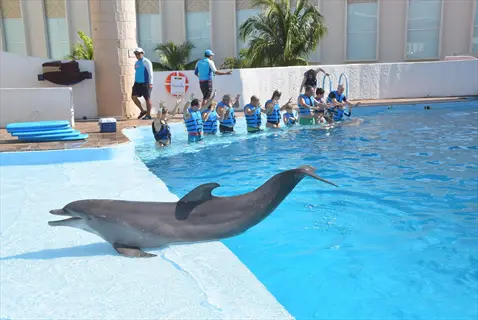 dolphin therapy water: bottlenose dolphin interacting with participants in a blue swimming pool during an animal-assisted therapy session at a resort-style facility