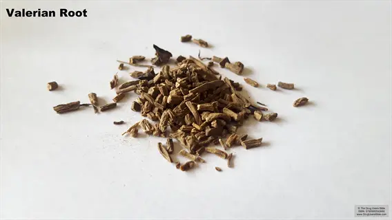 dried valerian root: brown root fragments and twigs on white background, labeled 'valerian root'