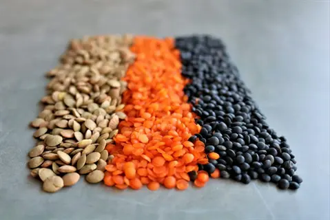 dry legumes: three varieties of lentils (green, red, black) arranged in rows on gray surface