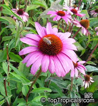 echinacea purpurea plant with bee on purple coneflower in a garden setting