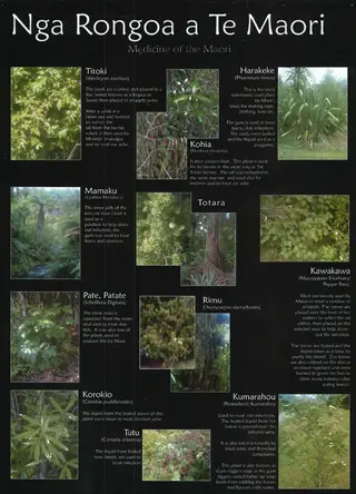 educational poster 'nga rongoa a te maori - medicine of the maori' showcasing traditional medicinal plants with maori names, images, and descriptions