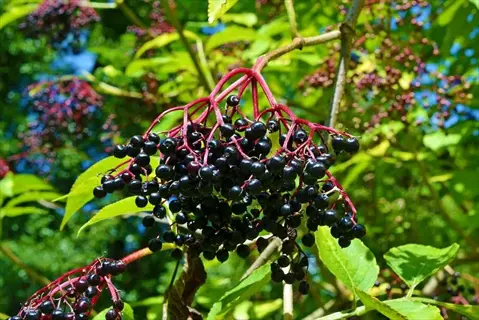 elderberry clusters with dark purple berries on red stems growing among green leaves in a sunny natural setting