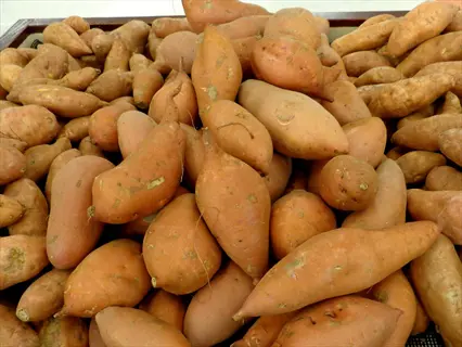 energy nutrition sweet potatoes: pile of fresh orange sweet potatoes with natural skin imperfections and earthy spots