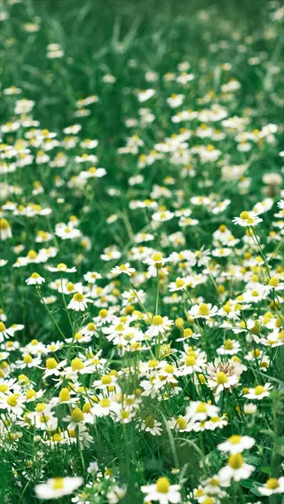 field of chamomile flowers with white petals and yellow centers growing in lush green grass