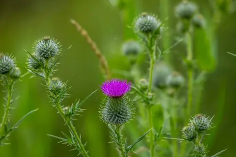field of milk thistle plants with one blooming purple flower head and multiple spiky buds among green foliage
