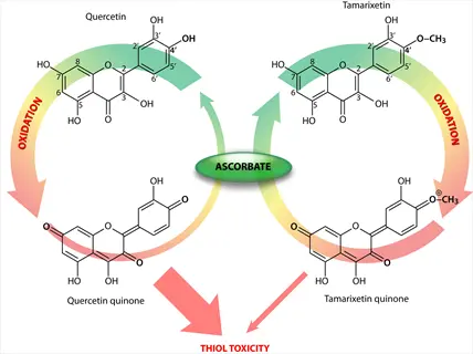 flavonoid antioxidant cycle: quercetin and tamarixetin oxidized with ascorbate to quinones, illustrating redox cycling and thiol toxicity mechanisms