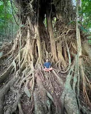 forest meditation: person in lotus pose seated among giant tree roots in lush woodland, embodying serene nature integration