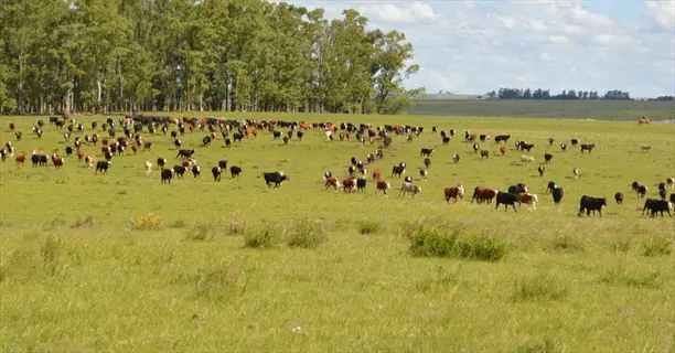 free range cattle grazing in an open pasture with trees and sky, emphasizing ethical production practices